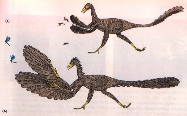 (a) As aves ancestrais eram predadores bípedes corredores que capturavam insetos com os membros anteriores com escamas.