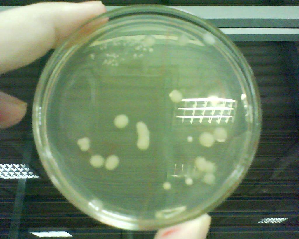 Figura 5 Placa com antibiótico Figura 6 Placa com antibiótico 5.