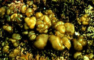 Laminaria Desmarestia Falsos tecidos (pseudo-parênquima), parênquima),