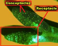 Filo Phaeophyta reprodução Fucales Fucus receptáculos nas extremidades do talo anterídeos produzem gametas