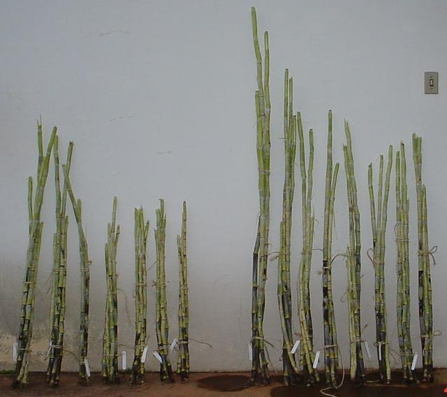 A (µmol CO 2 m -2 s -1 ) Sugarcane in increased CO 2 Buckeridge M. Et al. Plant Cell and Environment, vol.31, p.
