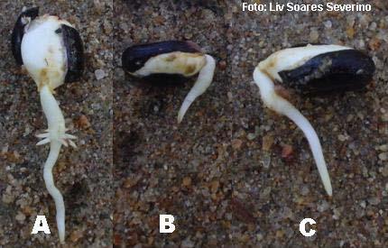 Figura 4 Início do desenvolvimento do eixo radicular em sementes de mamoneira da cultivar BRS 149 Nordestina.