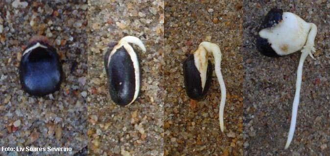 profundidade, dando origem à raiz principal. Em seguida, forma-se um eixo caulinar curvo que puxa a semente até a superfície do solo e toma a posição vertical quando a semente já está suspensa.