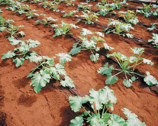 3 GOTEJAMENTO Amanco Gotejador FT On Line O Amanco Gotejador FT On Line foi desenvolvido para atender a projetos de irrigação localizada em café, laranja, estufas, paisagismo, hortaliças,