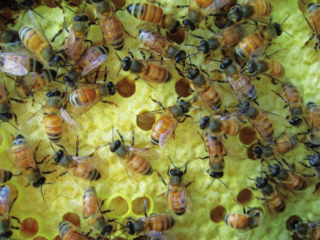 As abelhas constroem colmeias para reservar o mel e para o desenvolvimento e a reprodução da sua própria espécie.