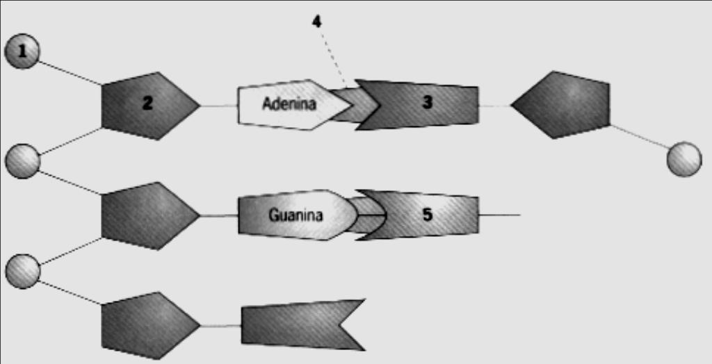 ESCOLA SECUNDÁRIA DE CASQUILHOS BARREIRO Disciplina de BIOLOGIA E GEOLOGIA 11º ano 1º Teste Formativo 11º A TEMA: DNA e Síntese de Proteínas 45 minutos 21 de Outubro de 2011 Nome: Nº Classificação: