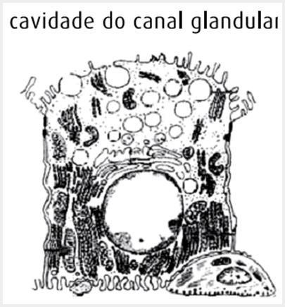 4. Os seres vivos são formados por pequenas subunidades, as células. Com relação à célula animal, assinale o que for correto. 01.