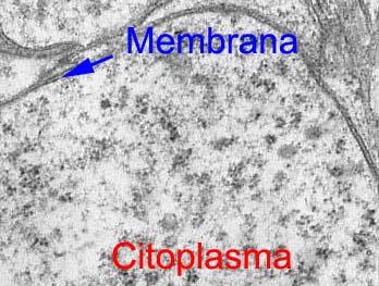 RESUMO O citoplasma consiste no material contido no interior da célula, delimitado pela membrana plasmática, e contém as organelas celulares. de substâncias recebidas.