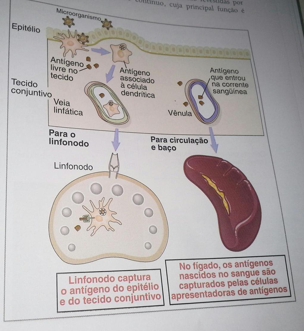 Captura e apresentação