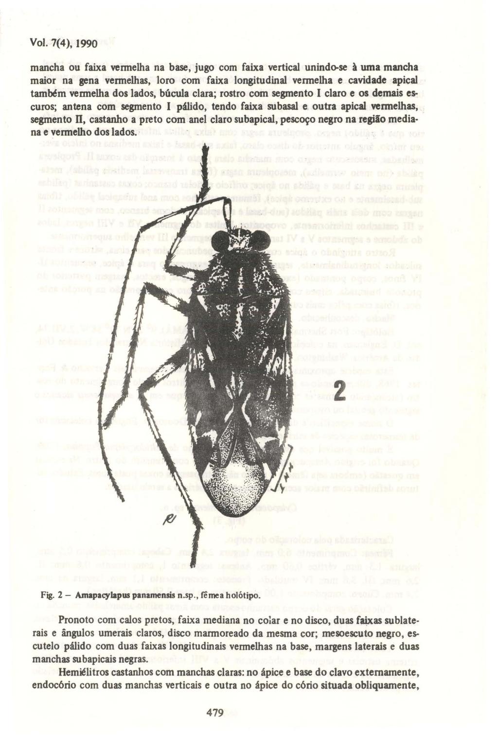 Vol. 7(4), 1990 mancha ou faixa wnnelha na base, jugo com faixa vertical unindo-se à uma mancha maior na gena vennelhas, loro com faixa longitudinal vennelha e cavidade apical tam~m wrmelha dos