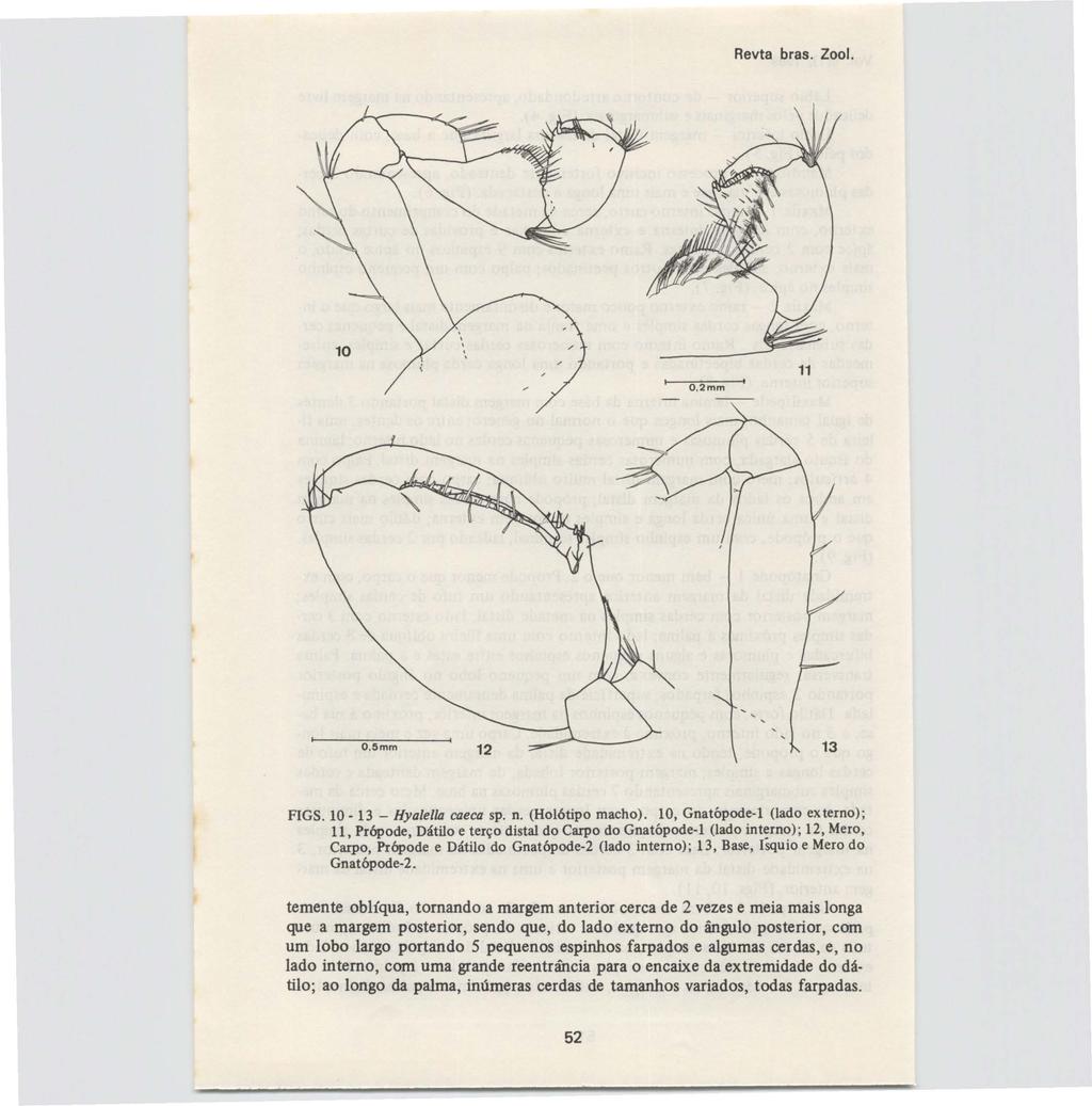 Revta bras. Zool. O,2mm 11 O,5mm 12 13 FIGS. 10-13 - Hyalella caeca sp. n. (Ho16tipo macho).
