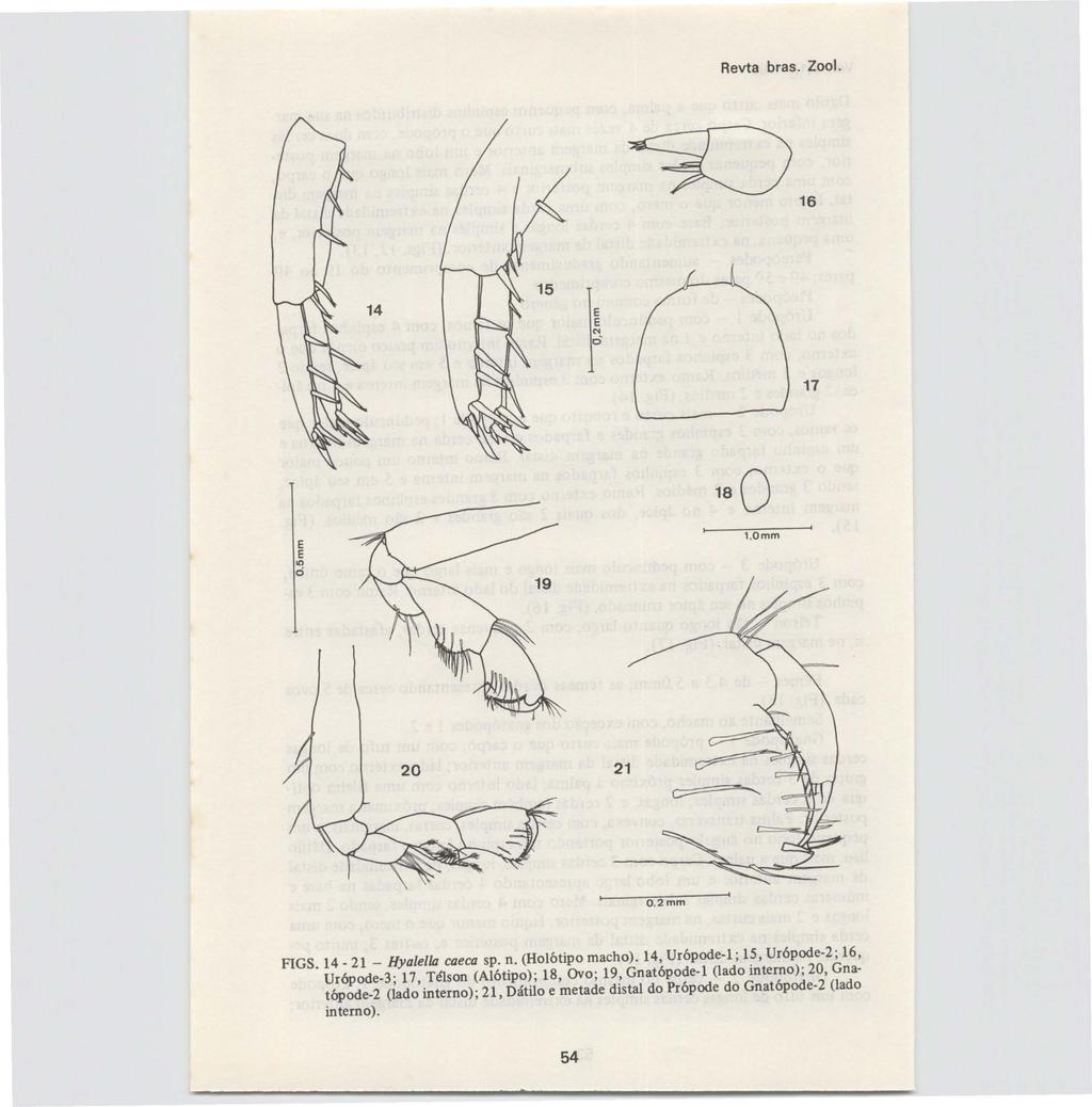 Revta bras. Zoo!. ~ 16 17 E E IC) Ó 1.0mm 21 O.2mm FIGS. 14 _ 21 _ Hyalella caeca sp. n. (Holótipo macho).