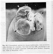 Ascaris lumbricoides Morfologia