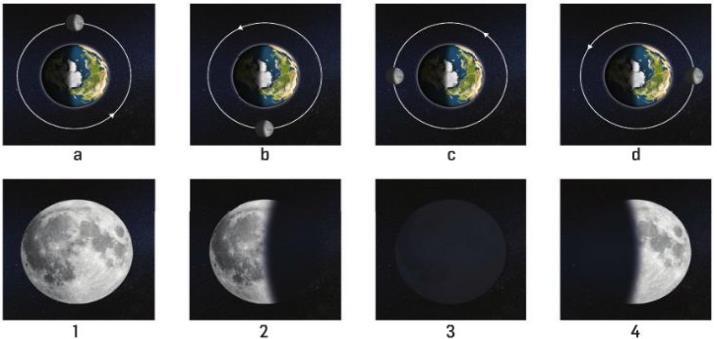 Devido a este movimento, a face da Lua voltada para a Terra não está sempre igualmente iluminada, apresentando-se, por isso, com diferentes formas. 1.