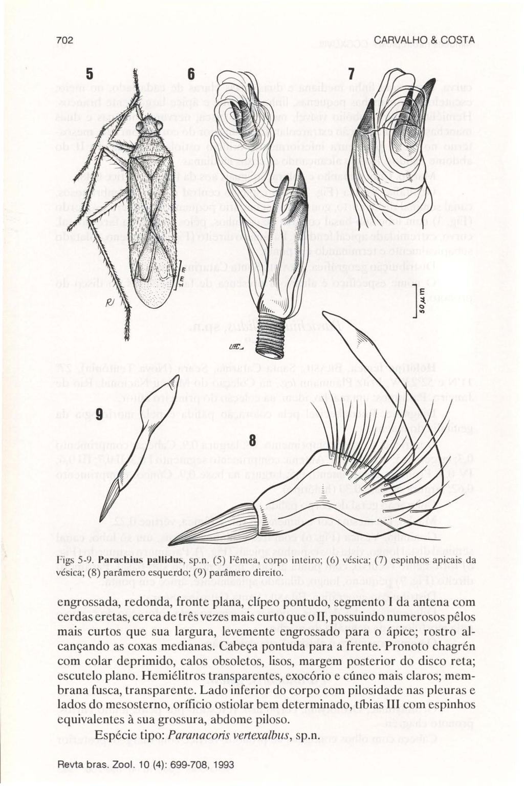 702 CARVALHO & COSTA 5 6 Figs 5-9. Parachius pallidu5, sp.n. (5) Fêmea, corpo inteiro; (6) vésica; (7) espinhos apicais da vésica; (8) parâmero esquerdo; (9) parâmero direito.