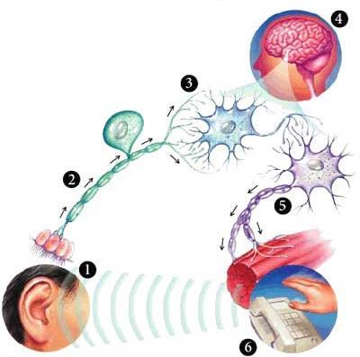 Neurônio ambiente externo