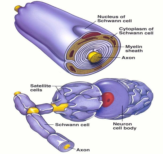Células da Glia