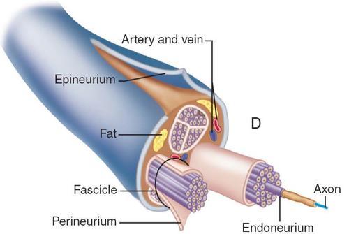 perineuro