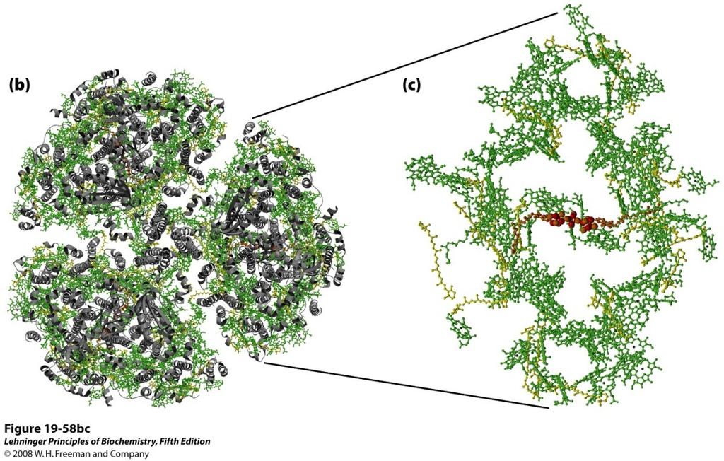 TRANSFERÊNCIA DE ELÉTRONS NO CENTRO DE REAÇÃO DO TIPO I Fotossistema I estrutura mostrando somente os pigmentos associação supramolecular de três complexos idênticos cada um