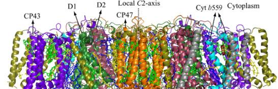 Fotossistema II heterodímero pseudosimétrico cerca de 20 subunidades proteícas