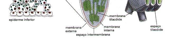 grana* lamela dos grana* C I D O S parênquima lacunoso epiderme inferior CO 2 membrana externa (permeável) espaço