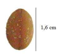 FIGURA 3. Ilustração da semente de Cassia grandis Fonte: O autor. (c) FIGURA 4. Distribuição da frequência relativa do comprimento (a), largura (b) e espessura (c) das sementes de Cassia grandis.