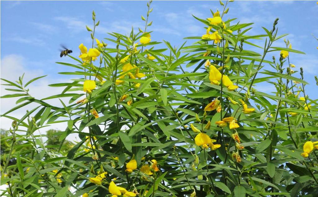 CONCLUSÃO A adubação verde, em rotação com a cana, tem grande potencial para a melhoria do solo e o aumento da produtividade da cana-de-açúcar, devido à elevada reciclagem de nutrientes e aporte de