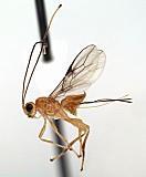 (Hymenoptera: Braconidae) Alysiinae