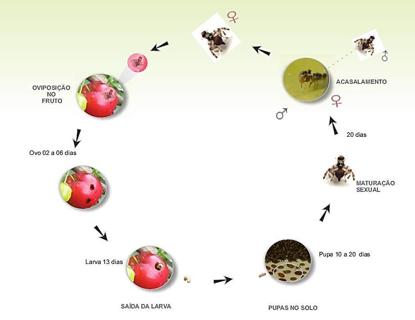 CICLO DE VIDA Danos de mosca-das-frutas