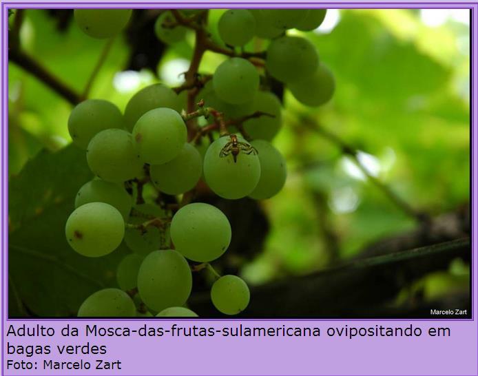 Danos de Mosca-das-Frutas maçã Frutos verdes: mancha