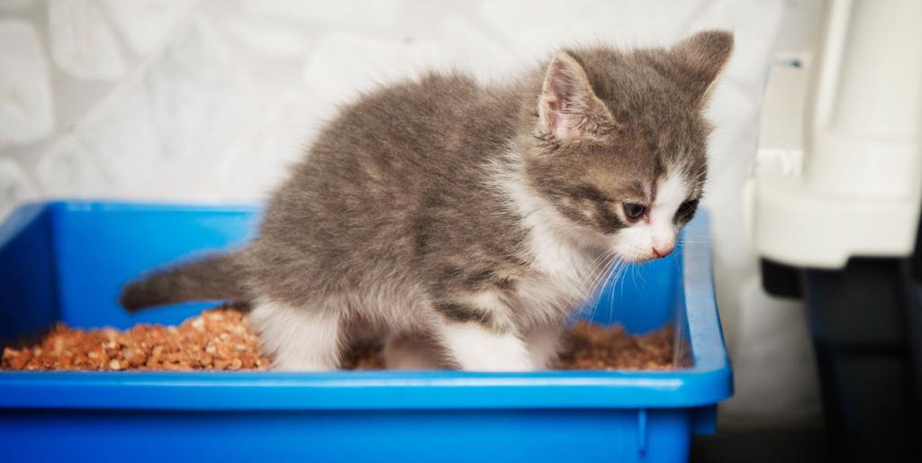 Disponibilize caixas plásticas para o gatinho fazer suas necessidades.