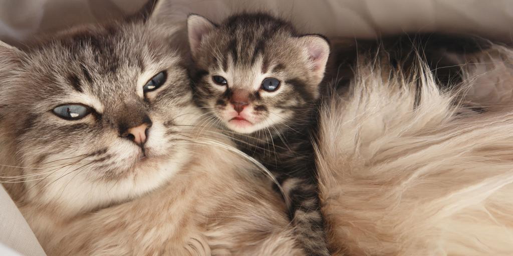 seu gatinho com outros gatos Filhotes normalmente são mais aceitos pelos gatos adultos, no entanto, a apresentação deve ser gradual.