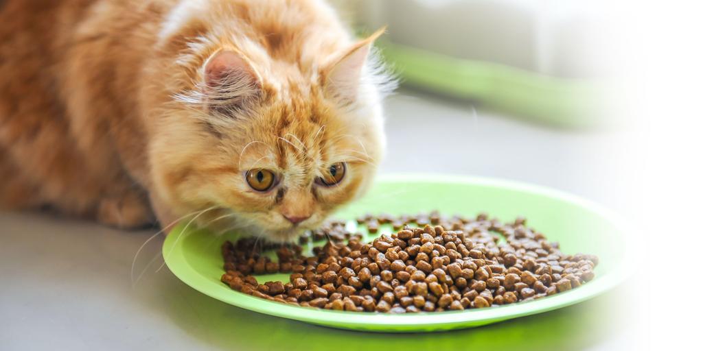 nutrição do filhote Gatos possuem muitas particularidades e necessitam de cuidados nutricionais específicos.