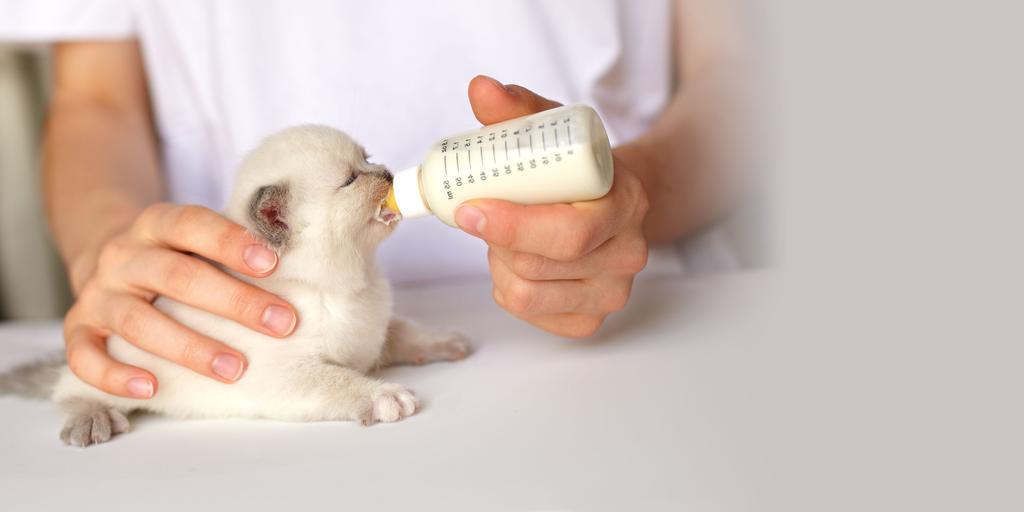 Filhotes desmamados precocemente Se o gatinho tiver idade inferior a 21 dias, é indicado que utilize um substituto do leite materno específico para gatos.