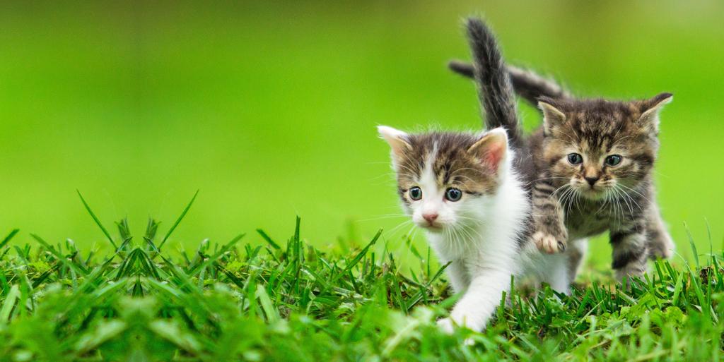 enriquecimento ambiental Gatos confinados (que vivem dentro de casa, sem sair para a rua, ou em apartamentos) são mais propensos ao tédio e ao estresse, algumas vezes apresentando comportamentos