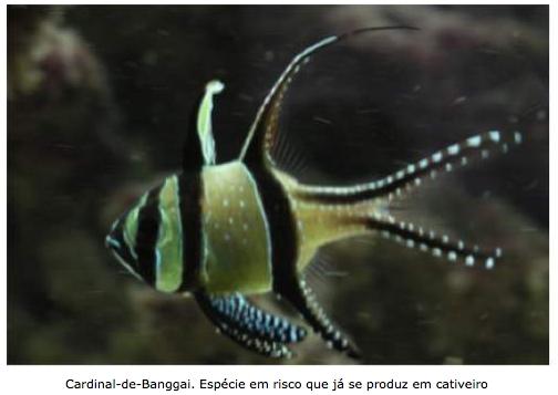 Neste contexto, a captura de recursos para o comércio da aquariofilia, sejam marinhos ou dulceaquícolas, pode, e em muitos casos já é, uma opção viável, principalmente em locais onde não existem