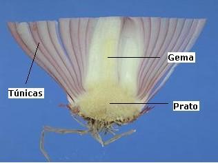 BULBO TUNICADO folhas (túnicas ou escamas) mais desenvolvidas que o prato; túnicas concêntricas envolvendo completamente o prato; folhas internas recobertas totalmente