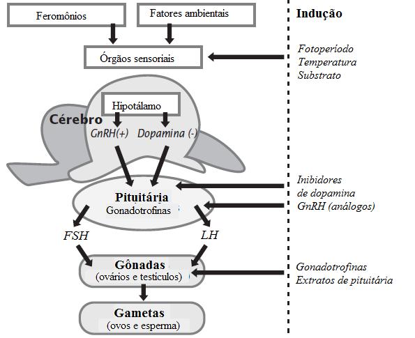 25 Figura 3. Padrões hormonais no eixo hipotálamo-pituitária-gonadal de peixes. Fonte: Intervet (2009).