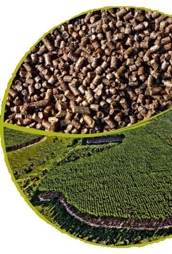 Usos múltiplos da floresta A Suzano Energia Renovável atuará na produção de pellets de madeira (wood pellets)