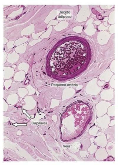 Veias de pequeno calibre Vênulas musculares: Túnica íntima com endotélio e membrana