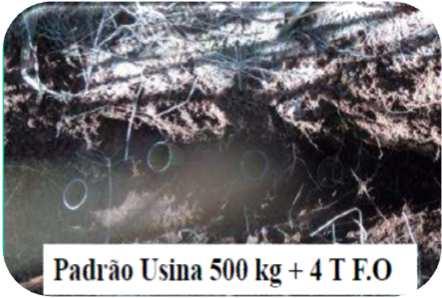 Adubação mineral: 500 kg de 04-30-10