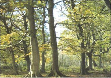 Floresta Sazonal Temperada Pluviosidade 75-250 cm/ ano Estações bem definidas Verões mais quentes e invernos menos frios Precipitação bem distribuída ao longo do ano Inverno congelamento do solo