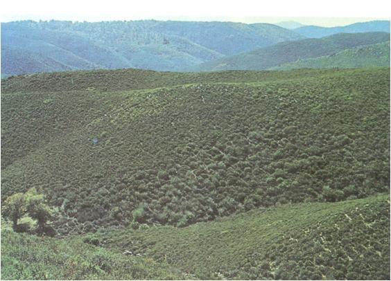 Bosque/ Arbusto Chaparral Pluviosidade 50-100 cm/ ano Invernos amenos e úmidos, verões quentes e secos Arbustos 1 3 m altura, sempre-verdes ou decíduos no verão Arbustos verdes, folhas