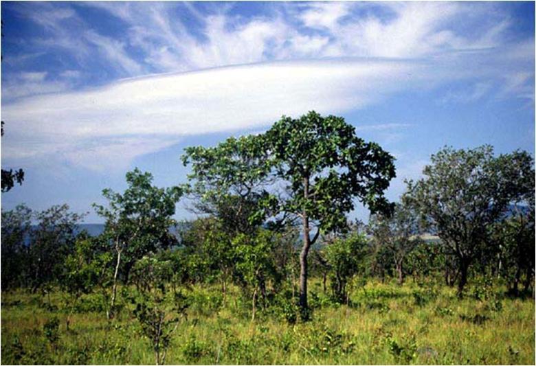 Biomas brasileiros Cerrado Clima semi-úmido tropical Estação seca e chuvosa Vegetação com caules