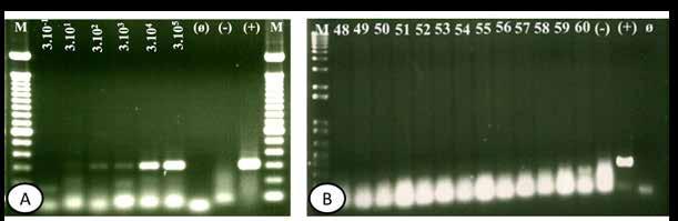 II SIMPÓSIO MASTERCITRUS - PINTA PRETA Figura 2. Eletroforese do produto amplificado por PCR (320pb) para P.