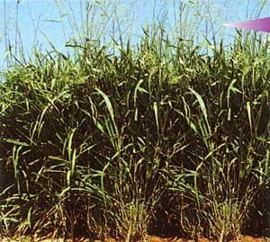 Panicum