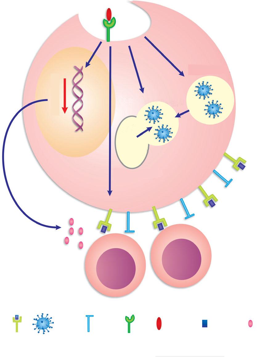 8 CAPÍTULO 1 IMUNOLOGIA BÁSICA PARA O CLÍNICO DsRNA TLR Fagossomo Citocinas Fagolisossomo ROI NO Enzimas Lisossomo Linfócitos MHC Vírus Moléculas co-estimulatórias Toll-like receptor RNA de fita