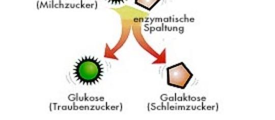 Lactase Lactose