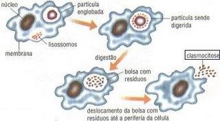 centrocienciajunior.com/miud os_graudos/tema.asp?