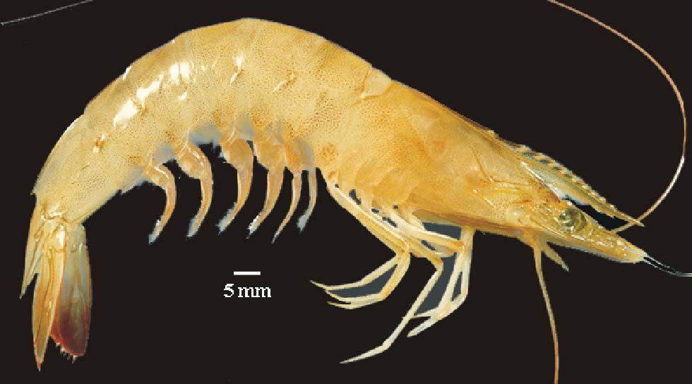 Farfantepenaeus brasiliensis (Costa et al., 23).